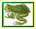 bjs_glass_frog001005.jpg